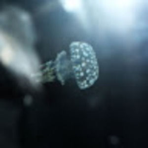 Meet your Posher, Skyler